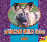 African Wild Dog