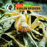 All about African Violin Spiders